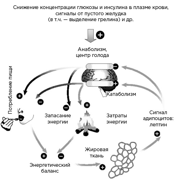 Мозг и его потребности. От питания до признания