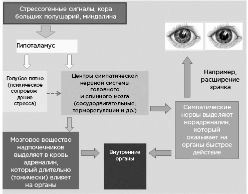 Мозг и его потребности. От питания до признания