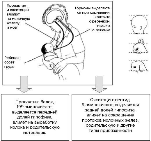 Мозг и его потребности. От питания до признания