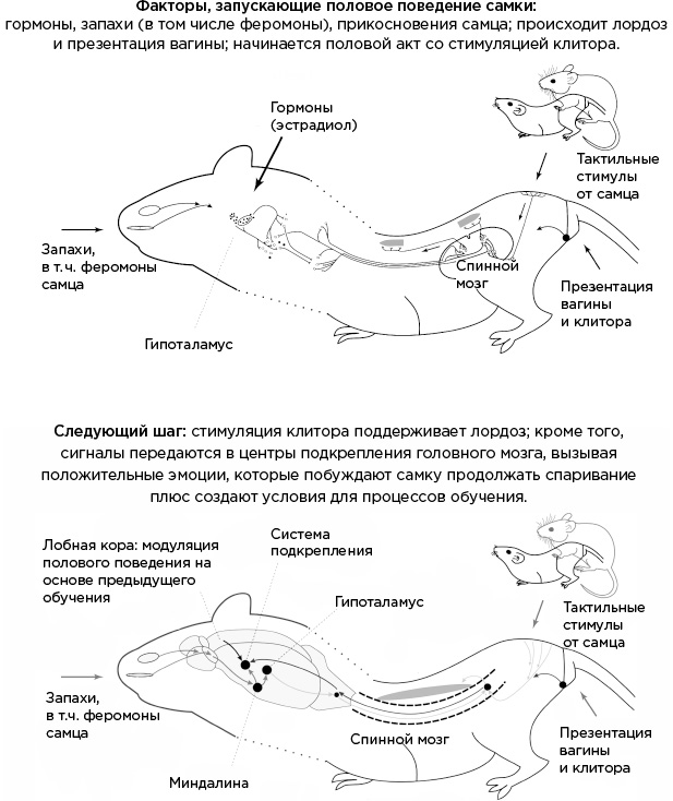 Мозг и его потребности. От питания до признания