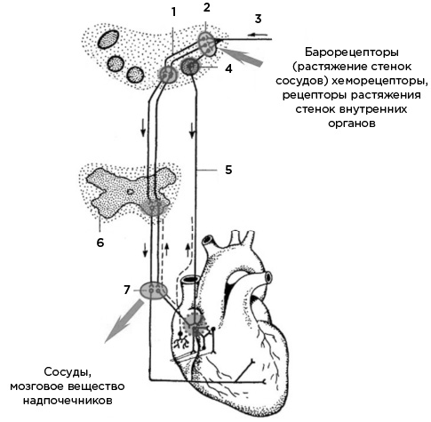 Мозг и его потребности. От питания до признания