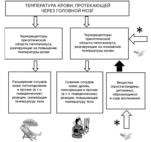 Мозг и его потребности. От питания до признания