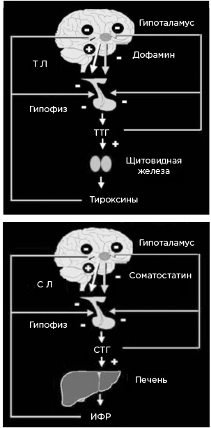 Мозг и его потребности. От питания до признания