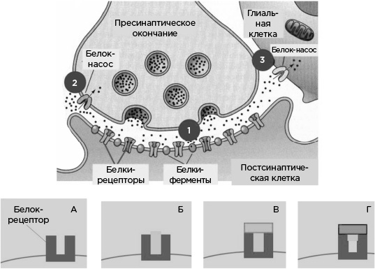 Мозг и его потребности. От питания до признания