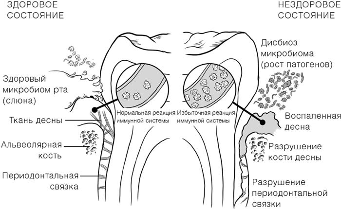 Челюсти. Научное исследование о взаимосвязи между зубами, мозгом и кишечником + 40-дневный план питания, который поможет вернуть в норму здоровье ротовой полости и сформировать иммунитет к кариесу