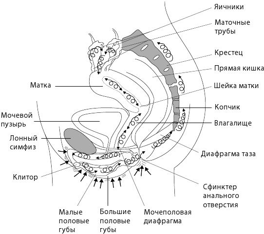 Желанная женщина, желающая женщина. Как раскрыть свою сексуальность