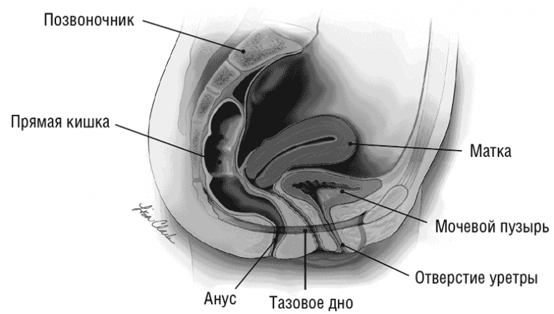 The VAGINA BOOK. Главная книга для тех, у кого есть этот орган