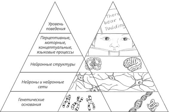 Пруст и кальмар. Нейробиология чтения