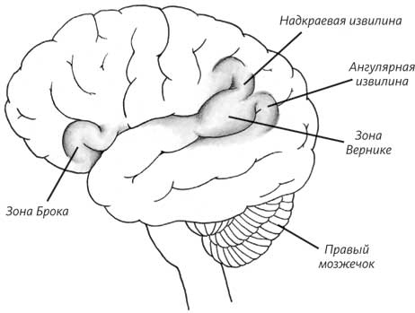 Пруст и кальмар. Нейробиология чтения