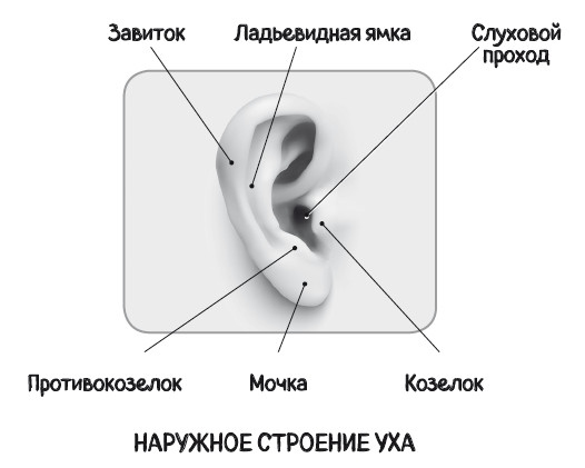 Почему болит ухо. Что делать при отитах, снижении слуха и звоне в ушах – правила доказательной медицины