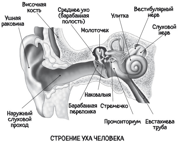 Почему болит ухо. Что делать при отитах, снижении слуха и звоне в ушах – правила доказательной медицины