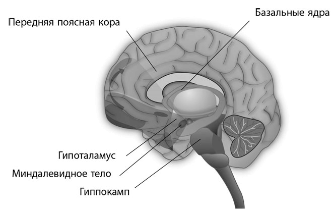 Коучинг мозга. Как мы можем использовать знания о мозге, чтобы помочь себе развиваться