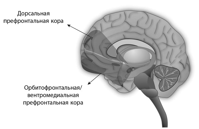 Коучинг мозга. Как мы можем использовать знания о мозге, чтобы помочь себе развиваться