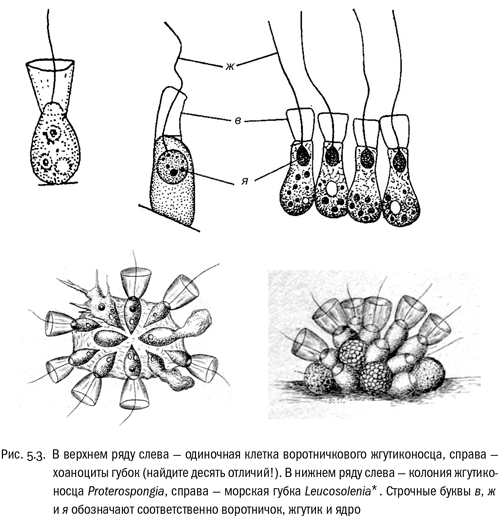 Евангелие от LUCA. В поисках родословной животного мира