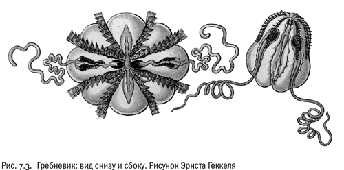 Евангелие от LUCA. В поисках родословной животного мира