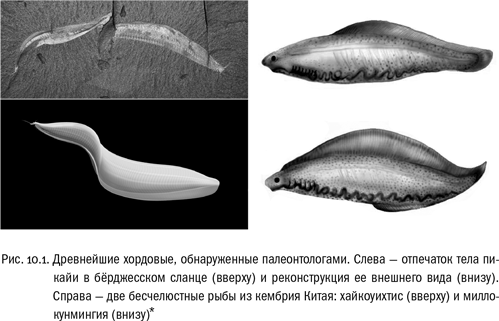 Евангелие от LUCA. В поисках родословной животного мира