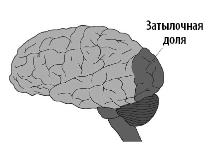 Ваш мозг. Что нейронаука знает о мозге и его причудах