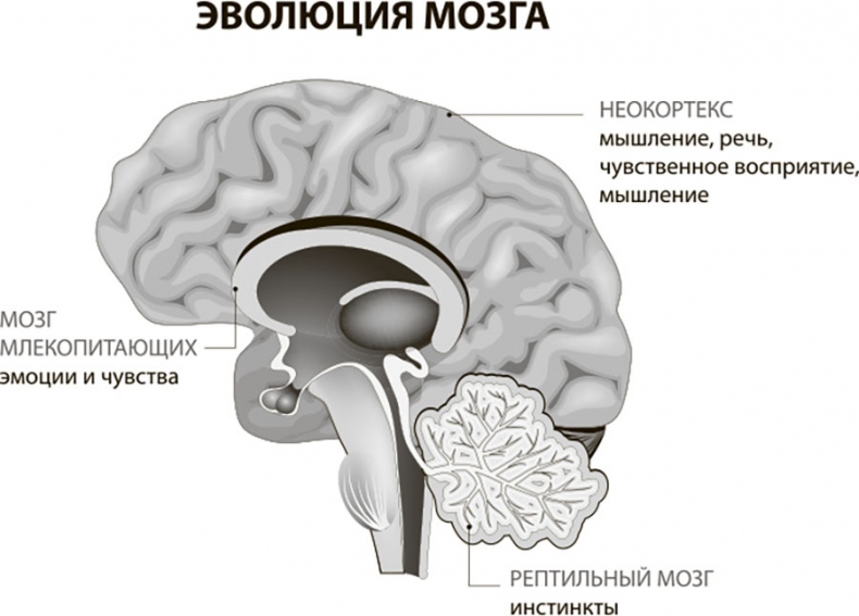 Наш мозг в эпоху катаклизмов