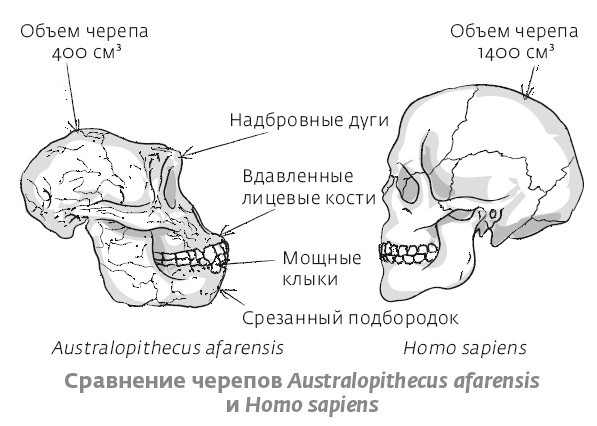 Сапиенс для пляжа: изучаем происхождение человека