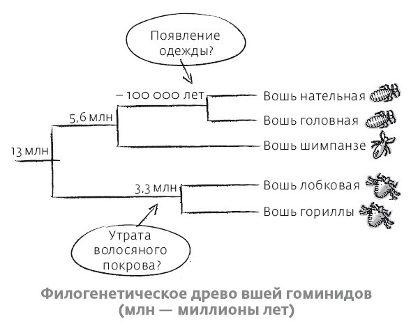 Сапиенс для пляжа: изучаем происхождение человека