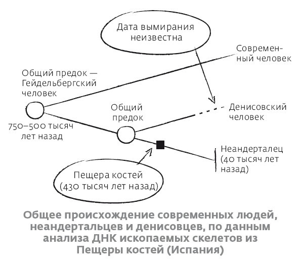 Сапиенс для пляжа: изучаем происхождение человека