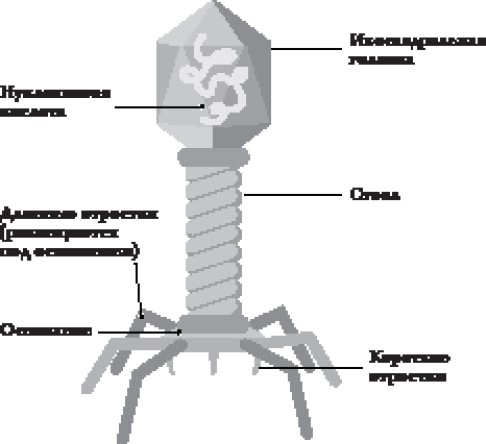 Иммунитет умнее мозга. Главная система нашего организма