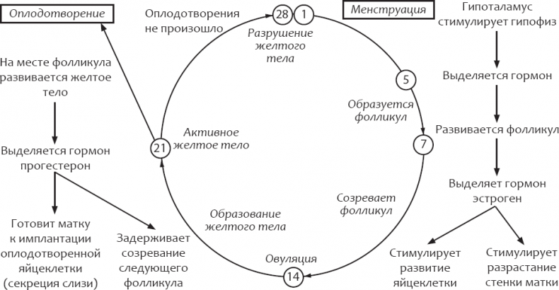 Энциклопедия женского здоровья. Контрацепция без последствий