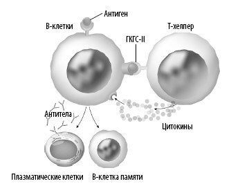 Взламывая анатомию