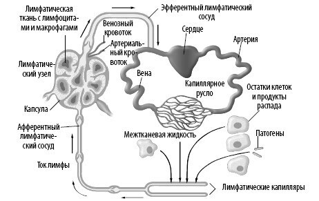 Взламывая анатомию