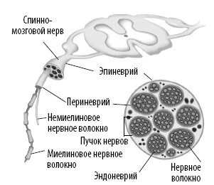 Взламывая анатомию