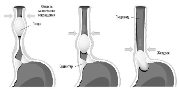 Взламывая анатомию