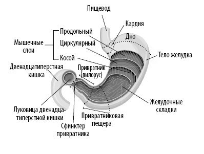 Взламывая анатомию