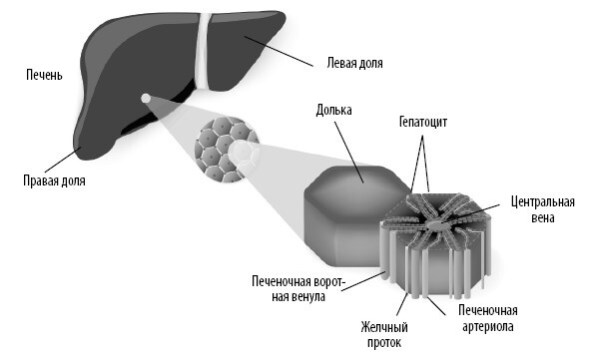 Взламывая анатомию