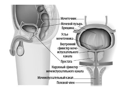 Взламывая анатомию