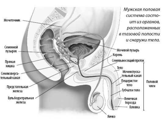 Взламывая анатомию