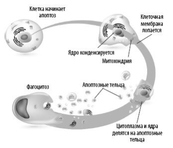 Взламывая анатомию