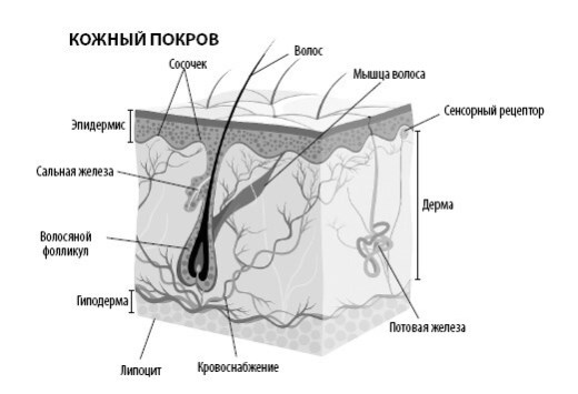 Взламывая анатомию