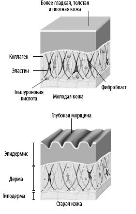 Взламывая анатомию