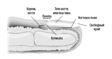 Взламывая анатомию