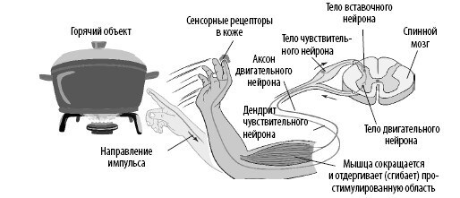 Взламывая анатомию