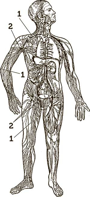 Увлекательная анатомия