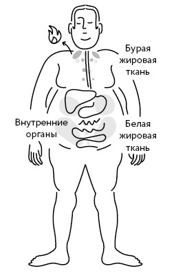 Воля к жизни. Как использовать ресурсы здоровья по максимуму