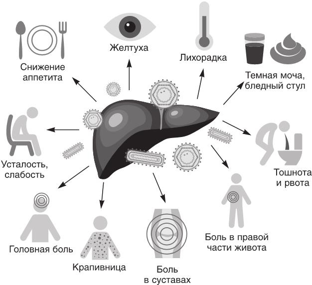 О чем молчит печень. Как уловить сигналы самого крупного внутреннего органа, который предпочитает оставаться в тени