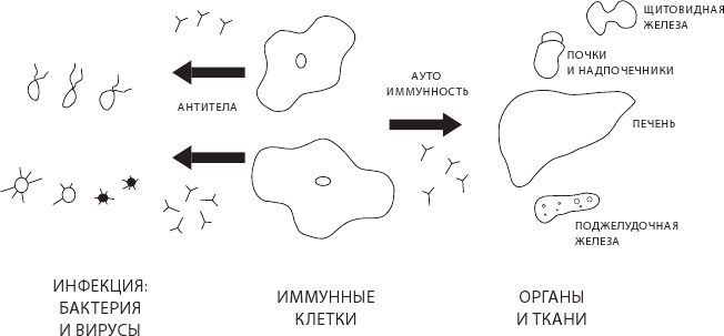 О чем молчит печень. Как уловить сигналы самого крупного внутреннего органа, который предпочитает оставаться в тени