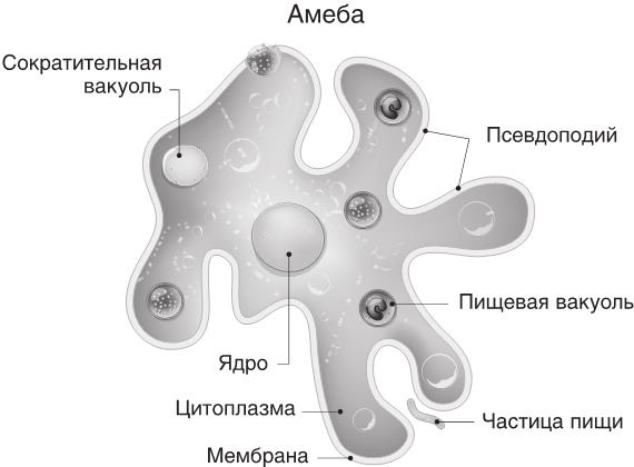 О чем молчит печень. Как уловить сигналы самого крупного внутреннего органа, который предпочитает оставаться в тени