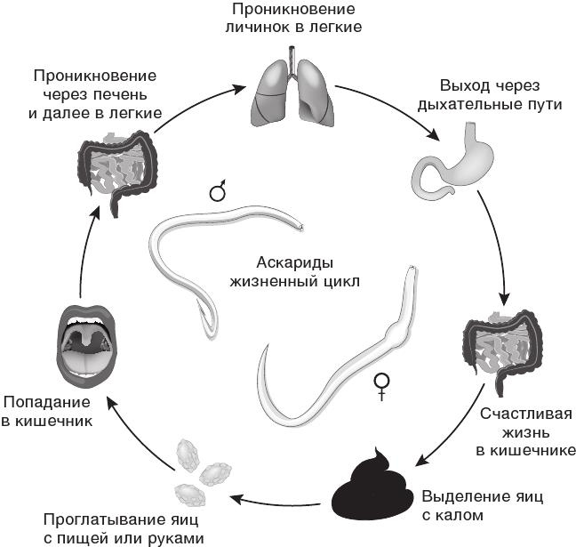 О чем молчит печень. Как уловить сигналы самого крупного внутреннего органа, который предпочитает оставаться в тени