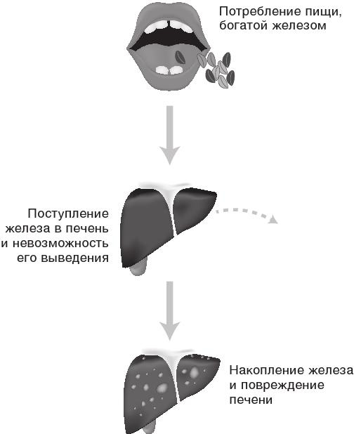 О чем молчит печень. Как уловить сигналы самого крупного внутреннего органа, который предпочитает оставаться в тени