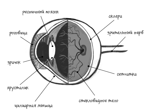 История зрения: путь от светочувствительности до глаза