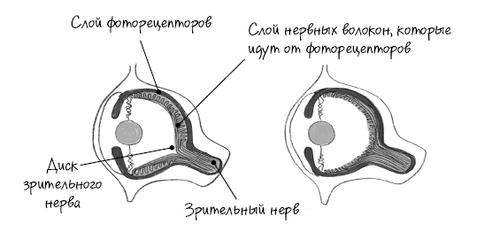 История зрения: путь от светочувствительности до глаза