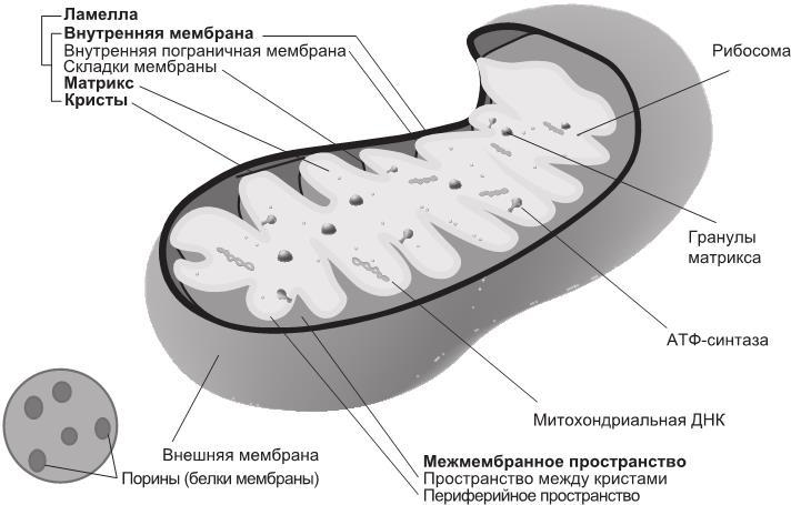 Эгоистичная митохондрия. Как сохранить здоровье и отодвинуть старость